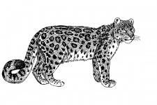 Snow Leopard Illustration Clipart