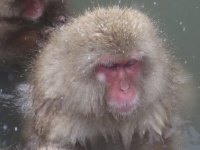 Snow Monkey wypić gorącą kąpiel