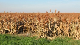 Sorghum Grain Crop