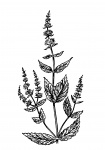 Spearmint Flower Plant Clipart