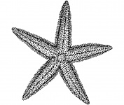 Starfish Illustration Clipart