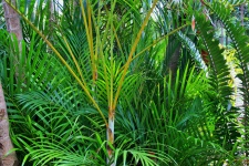 Subtropical vegetation