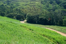 Sugar cane fields on estate