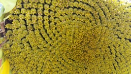 Nasion słonecznika na tabliczce