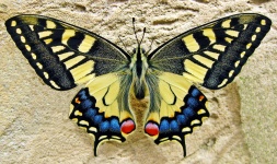 Schwalbenschwanz-Schmetterling