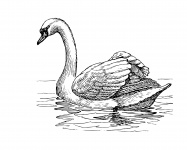 Cisne prediseñada Ilustración