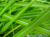 Текстурированные зеленая трава, луг