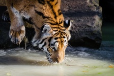 Tygrys syberyjski, Rzeka