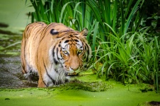 Siberian tiger, djurliv