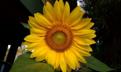 Solros, gul blomma, Helianthus