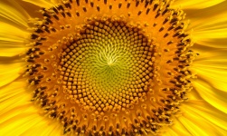 Solros, gul blomma, Helianthus