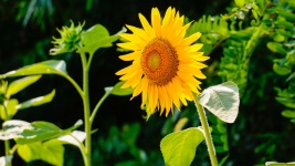 Sunflower, yellow flower, Helianthus