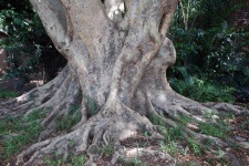 Tree Base With Thick Roots