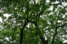 Tree canopy overhead