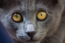 Bellissimo gatto occhi