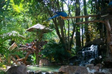Jardim tropical com o recurso água