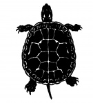 Broască țestoasă Clipart