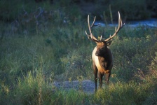 Elk Standing In The Prairie