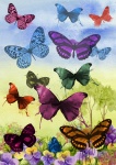 Akvarel Butterflies Art