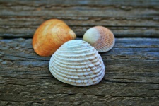 White clam shell