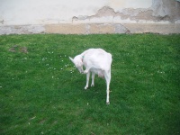 Biała koza