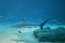 White tipped shark in aquarium