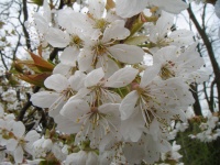 野生の桜の花