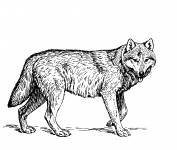 Wolf Illustration Clipart