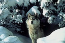 Wolf in neve