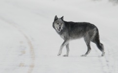 Wolf lopen in de winter