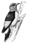 Woodpecker Clipart Illustration