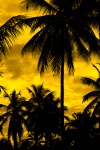 Gele silhouet van de palm