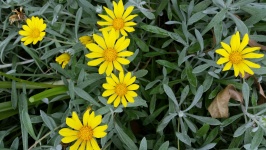 Žlutá drobná daisy detailní
