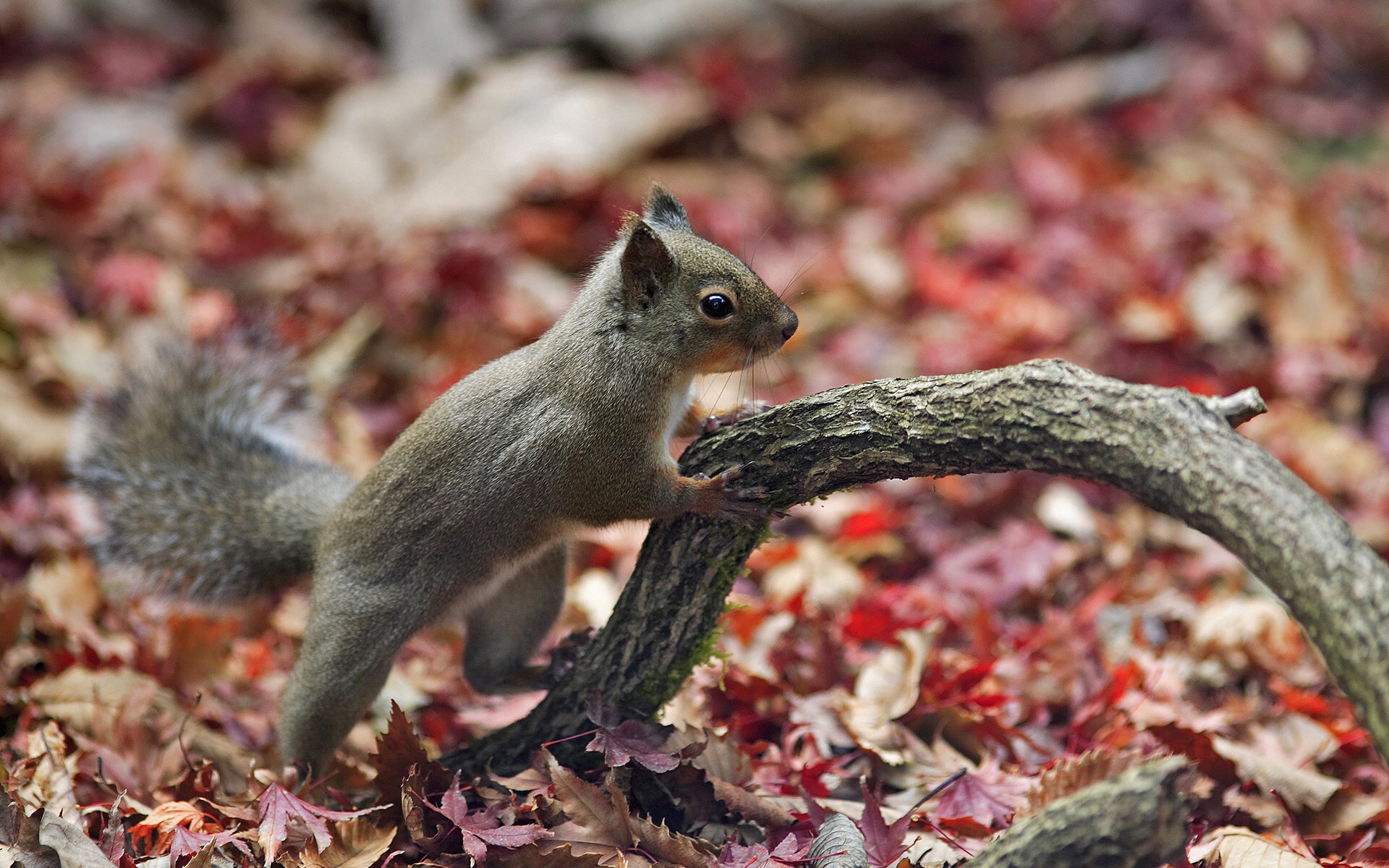 A Cute Little Squirrel