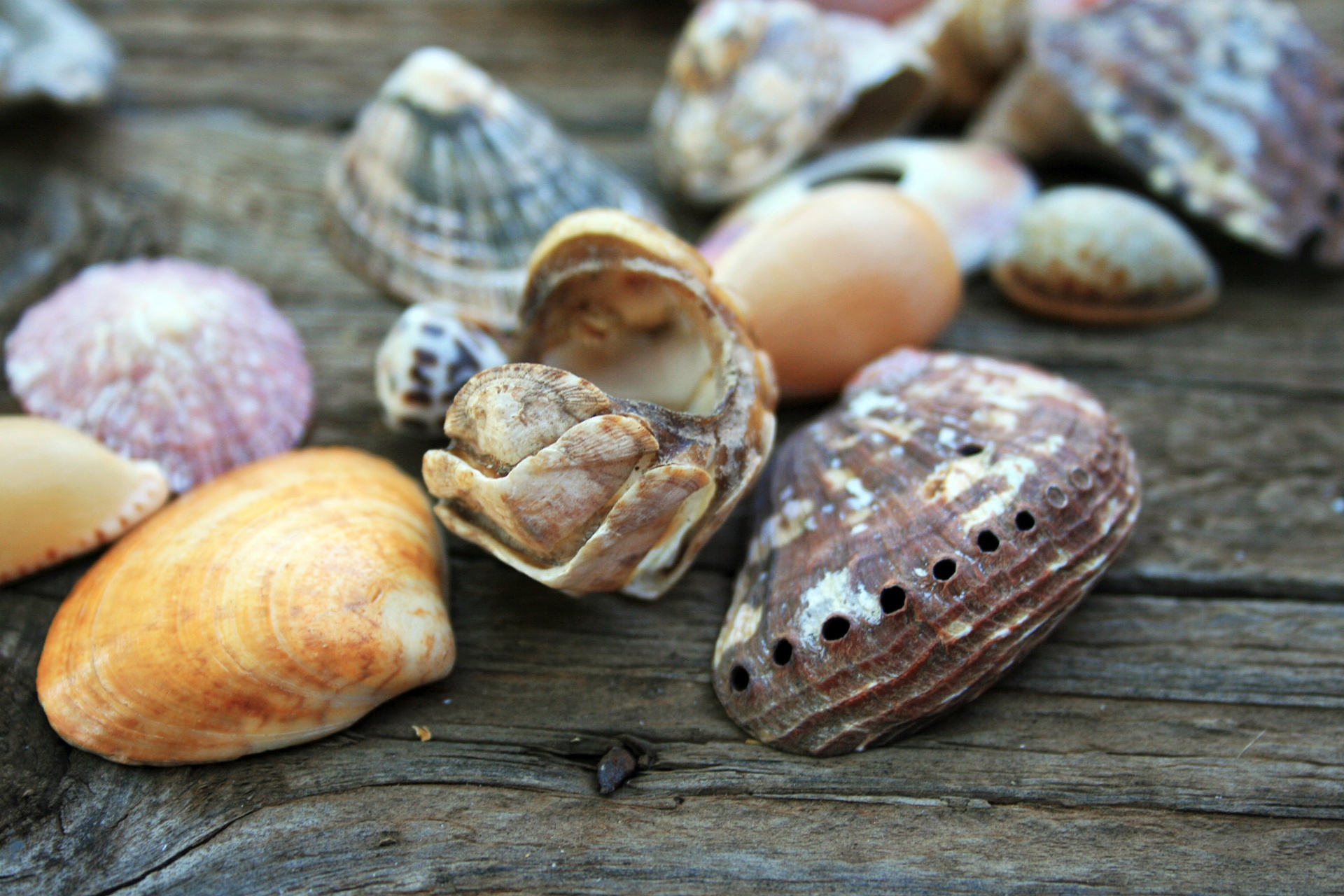 Shell Abalone e chiton