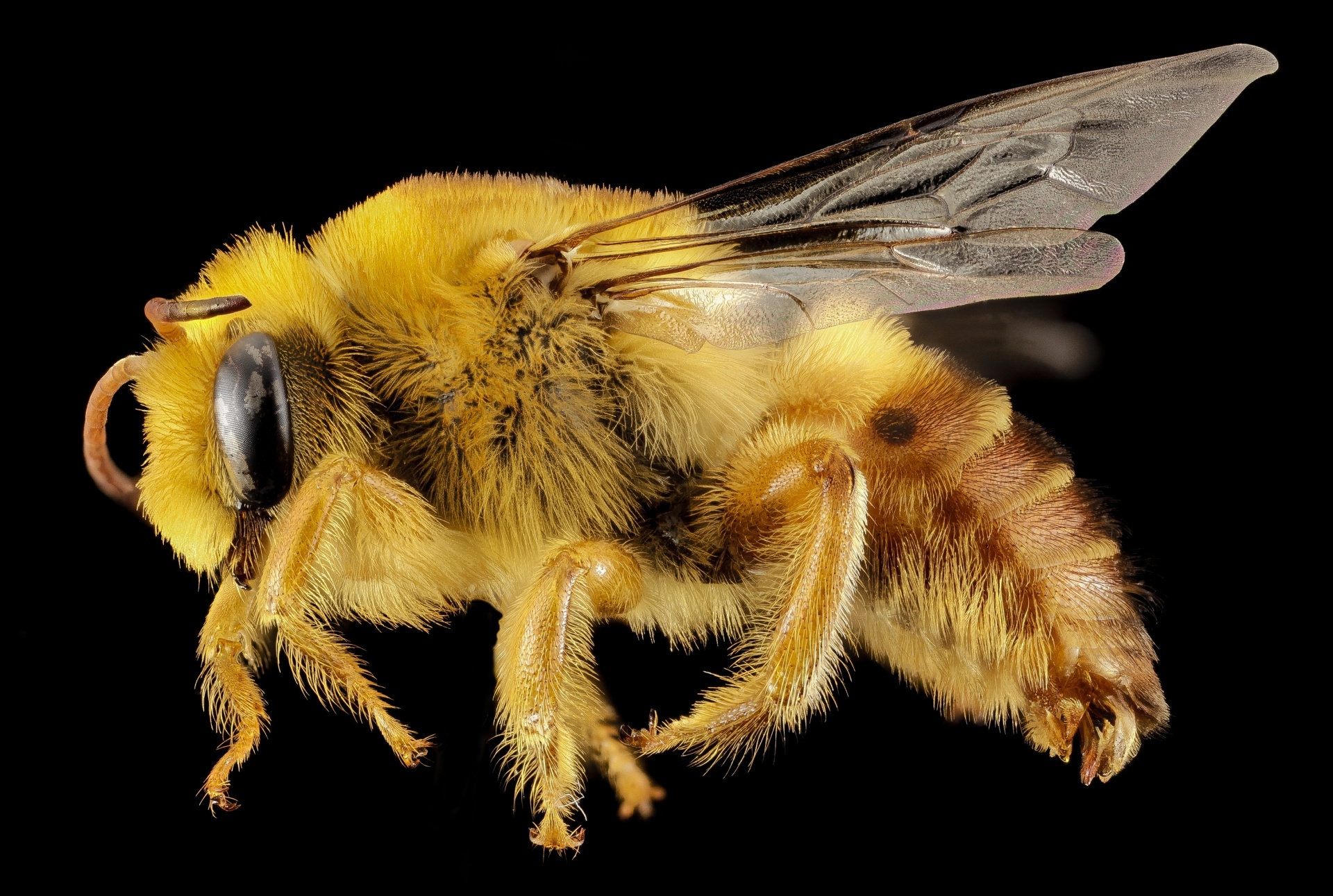 Bee Gipser