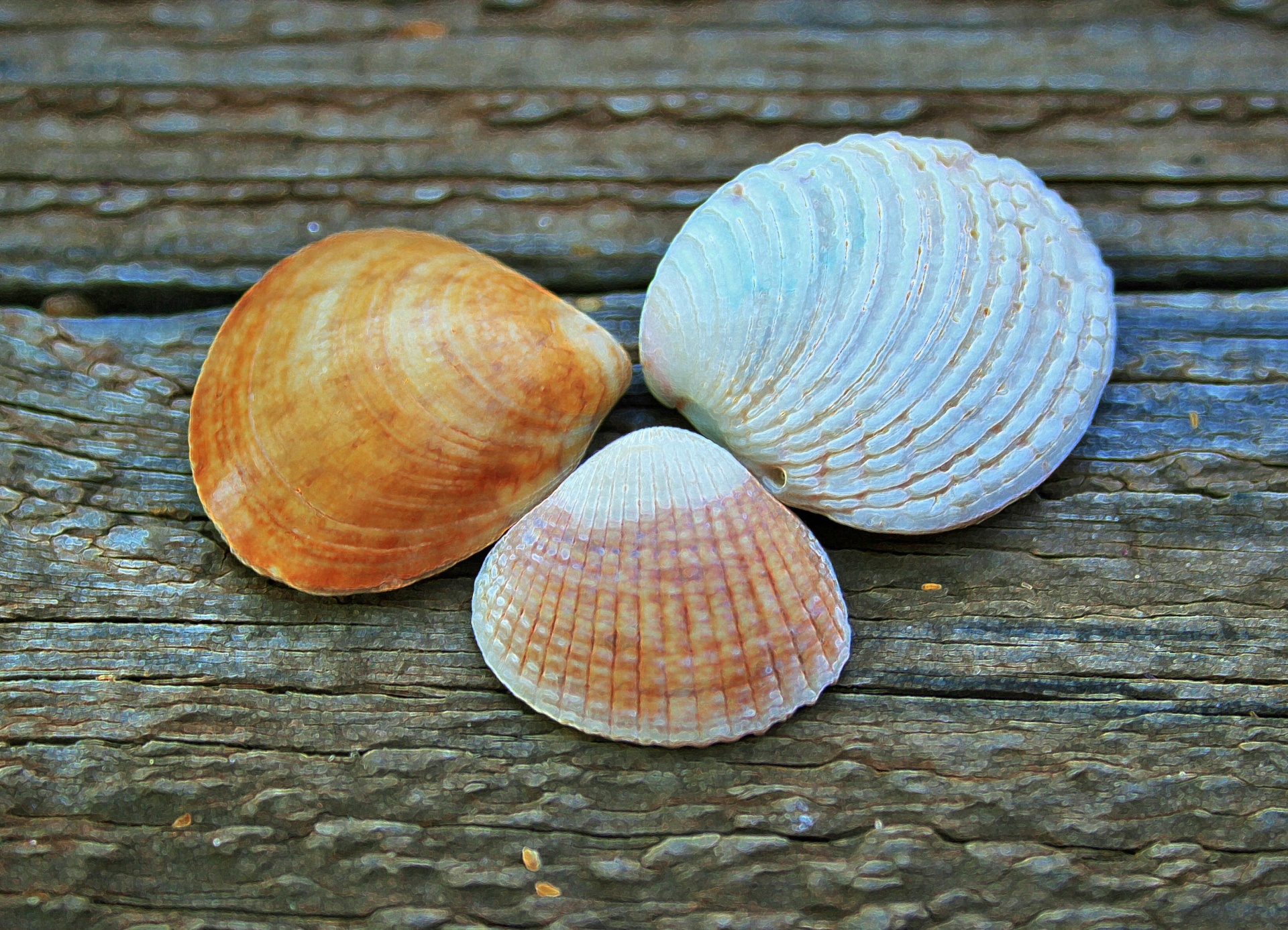 Accented Sea Shells