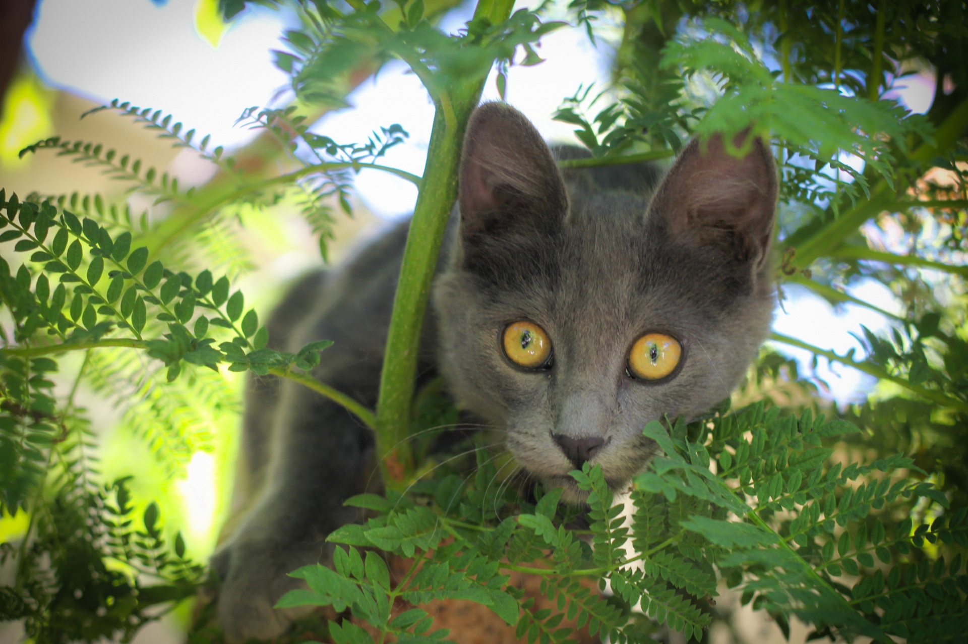 Curioso adorable gatito gris!