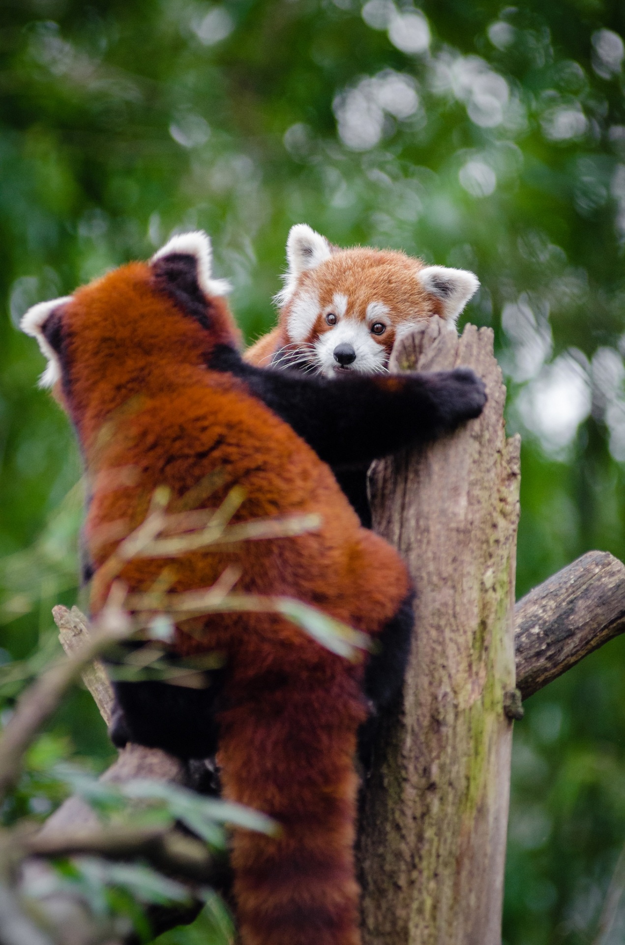 Adorable de los pares de pandas rojos