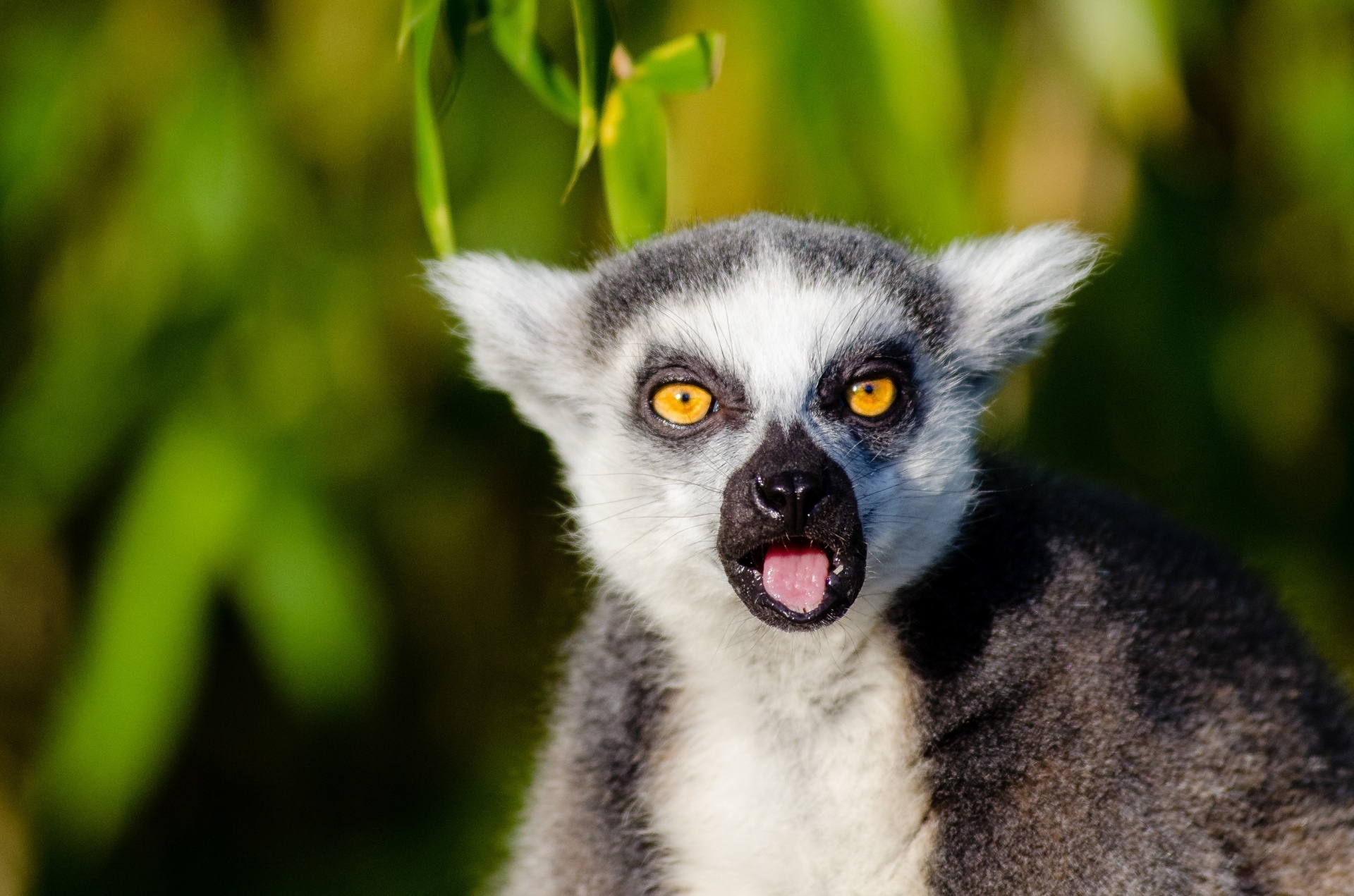 Lemur adorável de Madagascar