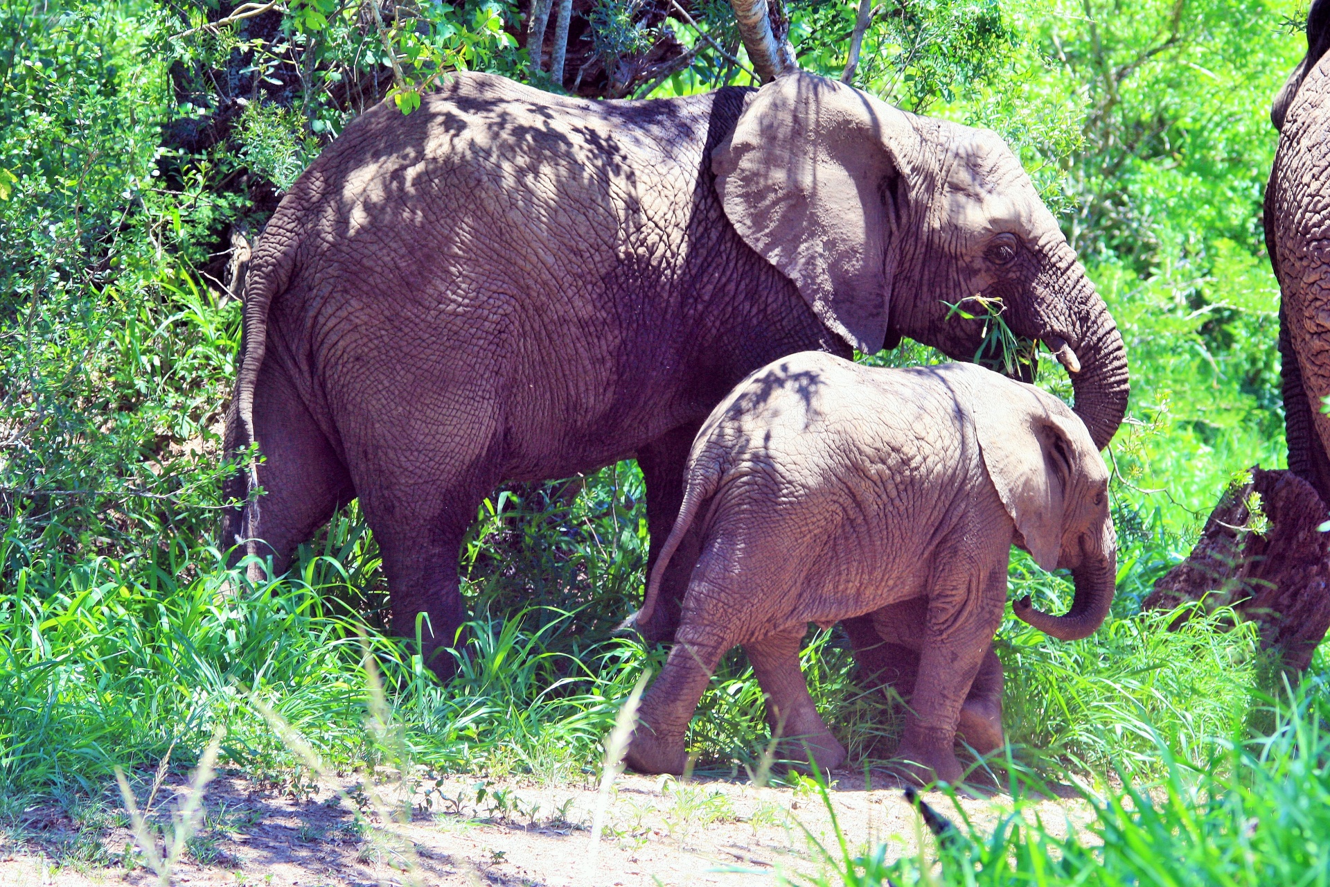 Adulto africano e elefante do bebê