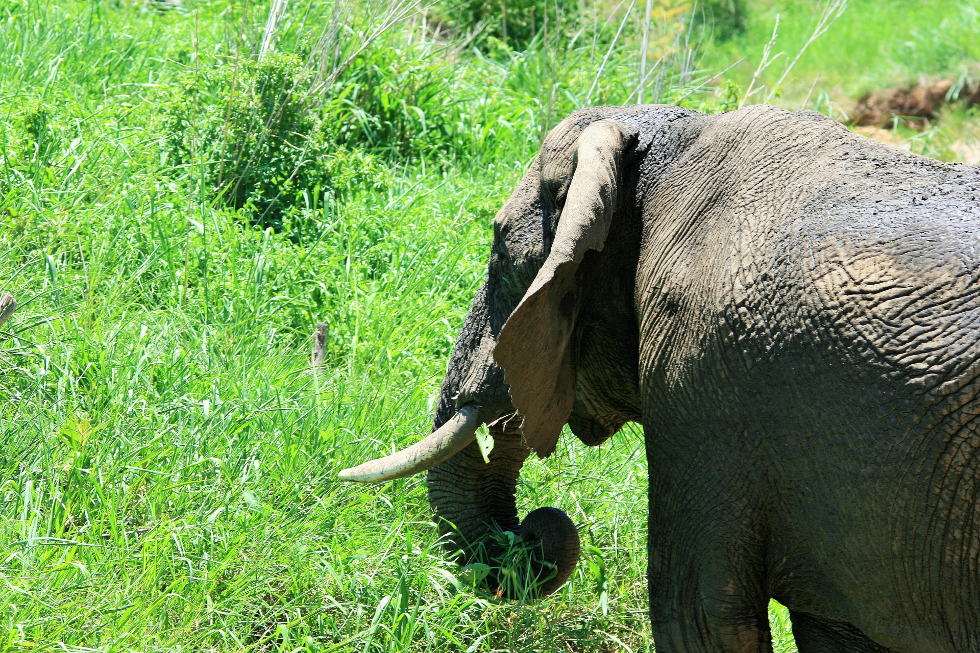 Pastoreo elefante africano