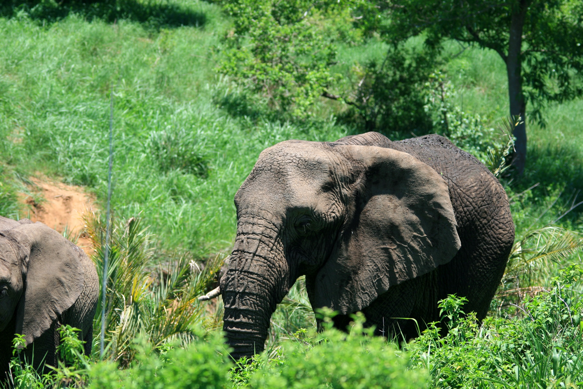 Elefante africano no arbusto verde