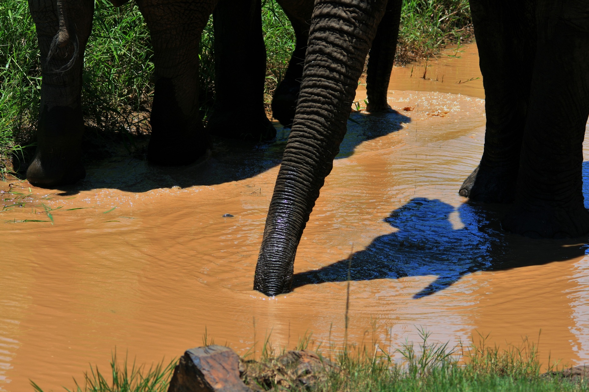 African Elephant In The Water