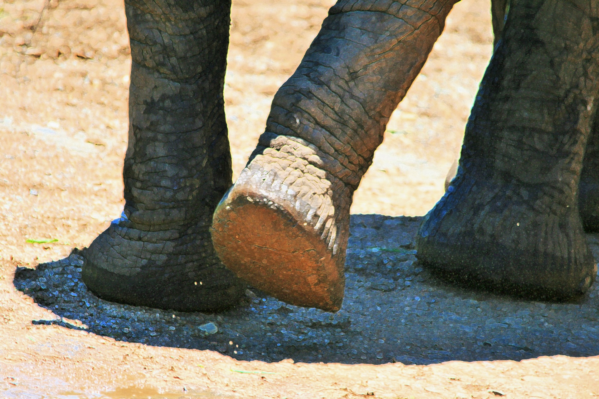 アフリカ象の足