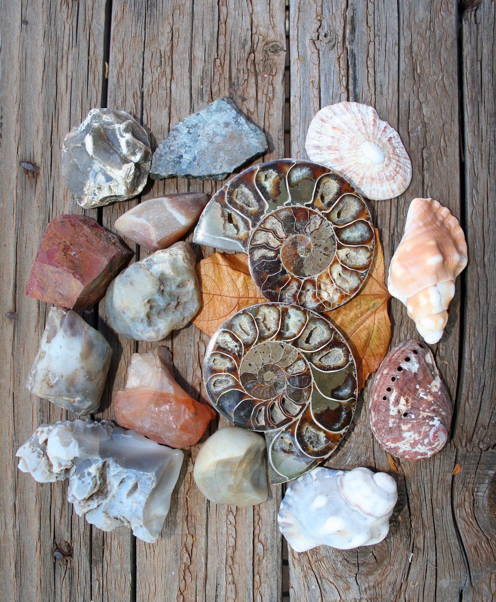 Fósiles y conchas de ammonites