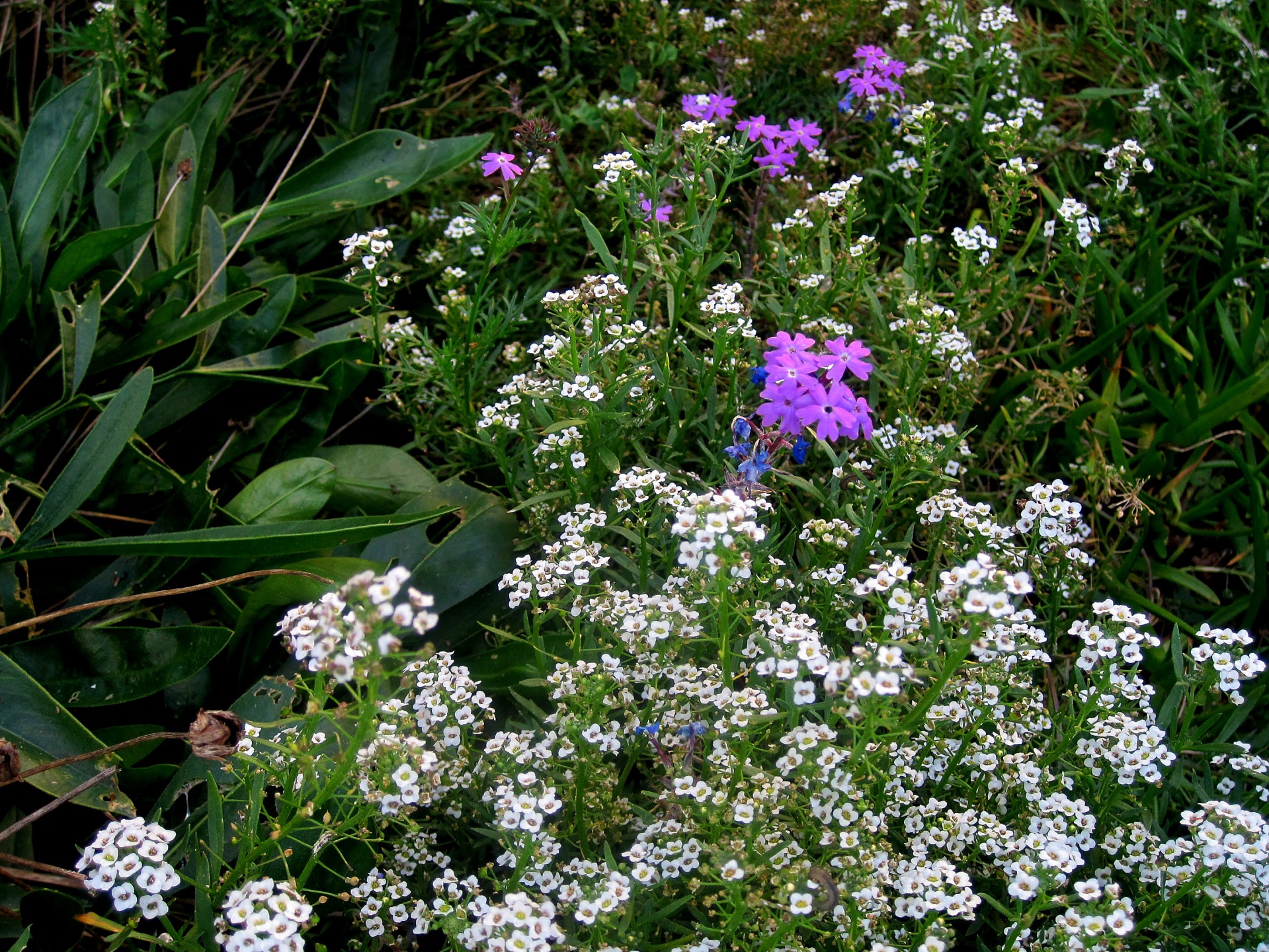 Jardín abril con flores y follaje