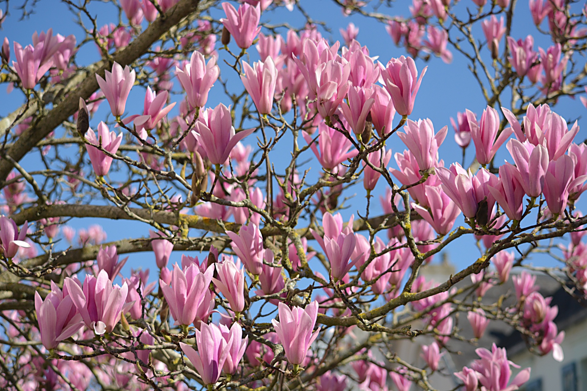 Árbol de magnolias