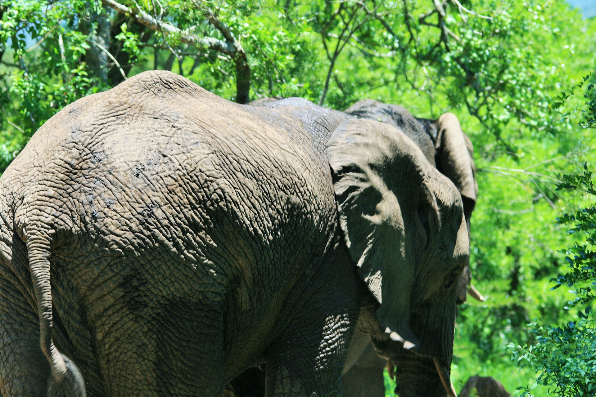 Elefante africano em thula thula