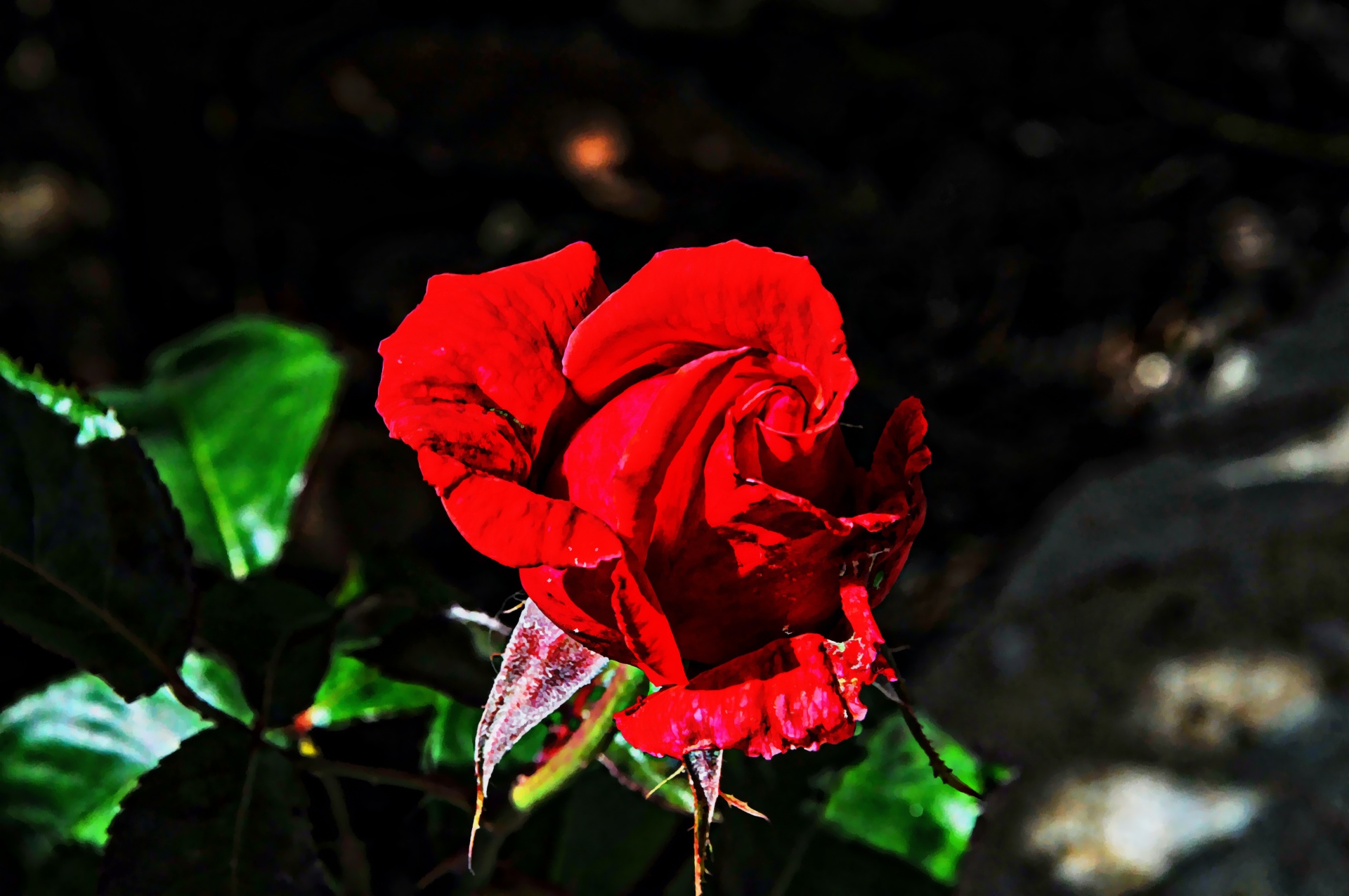 Artistic Red Rose